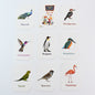 Kidkraft Early Learner Educational Flashcards  32 Birds